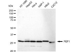 Western blotting analysis using PEF1 antibody (ABIN7799754). (Recombinant PEF1 antibody)