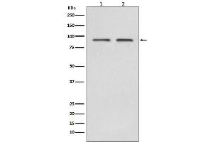 Western blot analysis of Hsp90 beta expression in (1)HeLa cell lysate