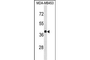 ALDOB Antibody (N-term) (ABIN1539292 and ABIN2850253) western blot analysis in MDA-M cell line lysates (35 μg/lane).