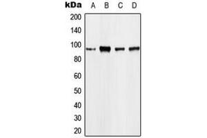 Western blot analysis of EEF2 expression in A431 (A), MCF7 (B), mouse kidney (C), rat kidney (D) whole cell lysates. (EEF2 antibody  (N-Term))