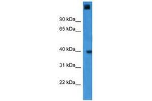 Image no. 1 for anti-General Transcription Factor IIA, 1, 19/37kDa (GTF2A1) (AA 227-276) antibody (ABIN6746031) (GTF2A1 antibody  (AA 227-276))
