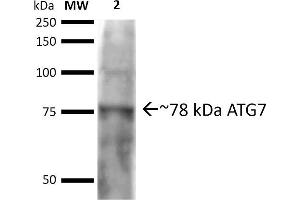Western blot analysis of Rat brain cell lysates showing detection of ~77. (ATG7 antibody  (N-Term) (Atto 390))
