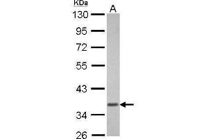 WB Image Sample (30 ug of whole cell lysate) A: U87-MG 10% SDS PAGE antibody diluted at 1:3000 (GNAT1 antibody  (Center))