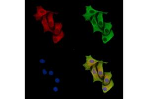 ABIN7096598 and ABIN7100662 staining HepG2 cells by IF/ICC.