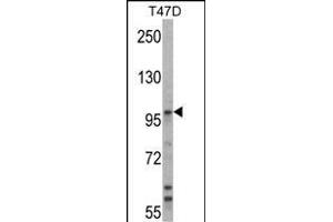 Western blot analysis of UBE3A Antibody (C-term) (ABIN388925 and ABIN2850432) in T47D cell line lysates (35 μg/lane). (ube3a antibody  (C-Term))