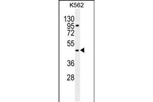 Western blot analysis in K562 cell line lysates (35ug/lane). (CPA3 antibody  (AA 255-284))