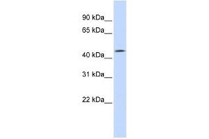 TMEFF1 antibody used at 1 ug/ml to detect target protein.