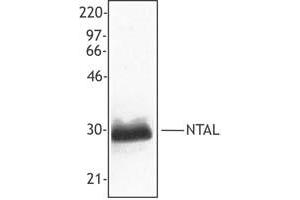 Image no. 1 for anti-Linker For Activation of T Cells Family, Member 2 (LAT2) (AA 91-244) antibody (ABIN205357) (LAT2 antibody  (AA 91-244))