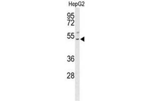 Western blot analysis of BLZF1 Antibody (Center) in HepG2 cell line lysates (35µg/lane). (BLZF1 antibody  (Middle Region))