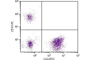 Human peripheral blood lymphocytes were stained with Mouse Anti-Human CD19-PE. (CD19 antibody  (PE))