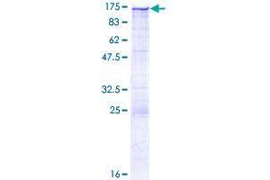Calsyntenin 1 Protein (CLSTN1) (AA 1-971) (GST tag)