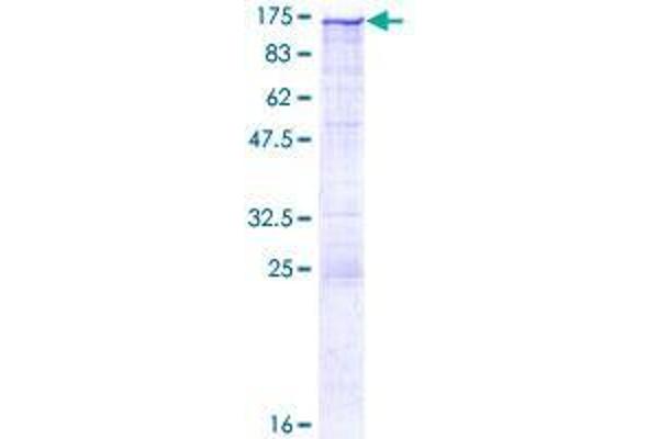 Calsyntenin 1 Protein (CLSTN1) (AA 1-971) (GST tag)