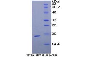 SDS-PAGE analysis of Guinea Pig TGFb1 Protein. (TGFB1 Protein)