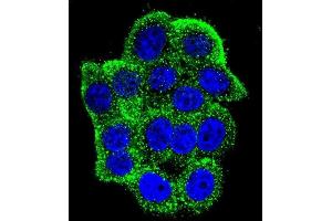Confocal immunofluorescent analysis of Hamartin (TSC1) Antibody (Center) (ABIN652207 and ABIN2840760) with Hela cell followed by Alexa Fluor 488-conjugated goat anti-rabbit lgG (green). (TSC1 antibody  (AA 401-430))