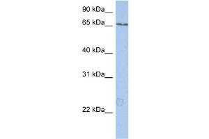 WB Suggested Anti-KIAA0020 Antibody Titration:  0. (KIAA0020 antibody  (N-Term))