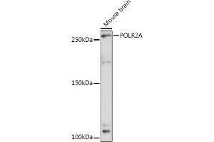 Western blot analysis of extracts of Mouse brain, using POLR2A Rabbit pAb (ABIN3022932, ABIN3022933, ABIN3022934 and ABIN6219303) at 1:3000 dilution.