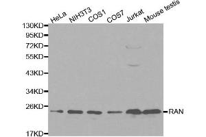 Western blot analysis of extracts of various cell lines, using RAN antibody. (RAN antibody  (AA 1-216))