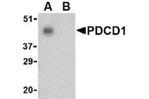 Western Blotting (WB) image for anti-Programmed Cell Death 1 (PDCD1) (C-Term) antibody (ABIN2479657) (PD-1 antibody  (C-Term))