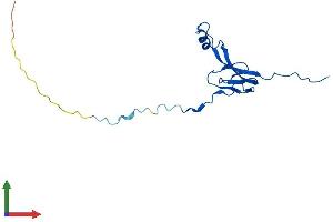 AlphaFold protein structure predicition of Human Recombinant MRPL27 Protein, UniprotID Q9P0M9