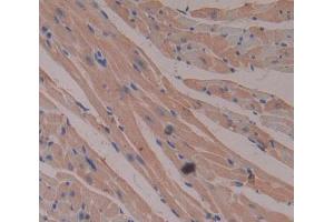 Figure. (CKMT2 antibody  (AA 40-419))