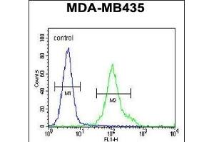 ZN Antibody (N-term) (ABIN655412 and ABIN2844957) flow cytometric analysis of MDA-M cells (right histogram) compared to a negative control cell (left histogram). (ZNF605 antibody  (N-Term))