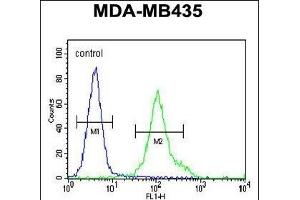 ZN Antibody (N-term) (ABIN655412 and ABIN2844957) flow cytometric analysis of MDA-M cells (right histogram) compared to a negative control cell (left histogram).