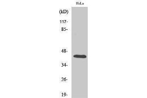 Western Blotting (WB) image for anti-cAMP Responsive Element Binding Protein 1 (CREB1) (Ser257) antibody (ABIN3184076)