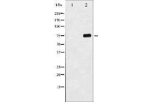 Western blot analysis of Tau phosphorylation expression in 293 whole cell lysates,The lane on the left is treated with the antigen-specific peptide. (MAPT antibody  (pSer356))