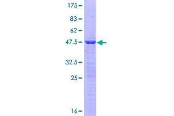 C1orf57 Protein (AA 1-190) (GST tag)