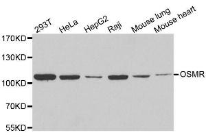 Western blot analysis of extracts of various cell lines, using OSMR antibody. (Oncostatin M Receptor antibody  (AA 30-330))