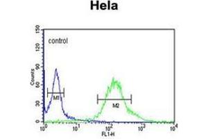 Flow cytometric analysis of Hela cells using GTSE1 Antibody (C-term) Cat. (GTSE1 antibody  (C-Term))
