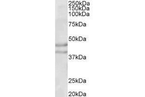 ABIN190857 (0. (NPY2R antibody  (Internal Region))