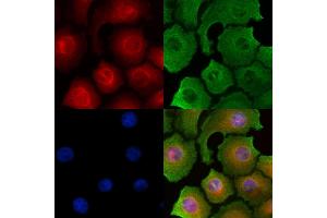 ABIN6262602 and ABIN6278905 staining HepG2 cells by IF/ICC. (INSL5 antibody  (Internal Region))