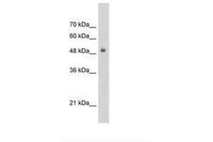 Image no. 1 for anti-Transcription Factor 3 (E2A Immunoglobulin Enhancer Binding Factors E12/E47) (TCF3) (AA 505-554) antibody (ABIN203333) (TCF3 antibody  (AA 505-554))
