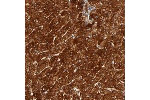 Immunohistochemical staining (Formalin-fixed paraffin-embedded sections) of human liver shows strong cytoplasmic positivity in hepatocytes. (ISG15 antibody  (AA 7-146))