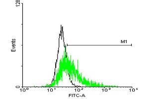 FACS analysis of negative control 293 cells (Black) and GPR50 expressing 293 cells (Green) using GPR50 purified MaxPab mouse polyclonal antibody. (GPR50 antibody  (AA 1-617))