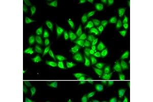 Immunofluorescence analysis of HeLa cells using PCMT1 Polyclonal Antibody (PCMT1 antibody)