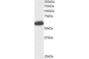 Western Blotting (WB) image for anti-Nucleoporin 50kDa (NUP50) (C-Term) antibody (ABIN2466027) (NUP50 antibody  (C-Term))