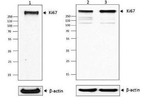 Western Blotting (WB) image for anti-Antigen Identified By Monoclonal Antibody Ki-67 (MKI67) antibody (ABIN2666351) (Ki-67 antibody)