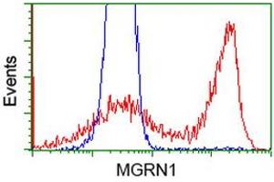 HEK293T cells transfected with either RC208284 overexpress plasmid (Red) or empty vector control plasmid (Blue) were immunostained by anti-MGRN1 antibody (ABIN2454425), and then analyzed by flow cytometry. (Mahogunin RING Finger Protein 1 antibody)