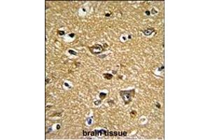 Formalin-fixed and paraffin-embedded human brain tissue reacted with PRDX2 Antibody (C-term), which was peroxidase-conjugated to the secondary antibody, followed by DAB staining. (Peroxiredoxin 2 antibody  (C-Term))