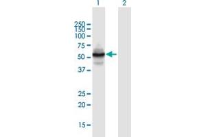 Western Blot analysis of ZNF492 expression in transfected 293T cell line by ZNF492 MaxPab polyclonal antibody. (ZNF492 antibody  (AA 1-531))