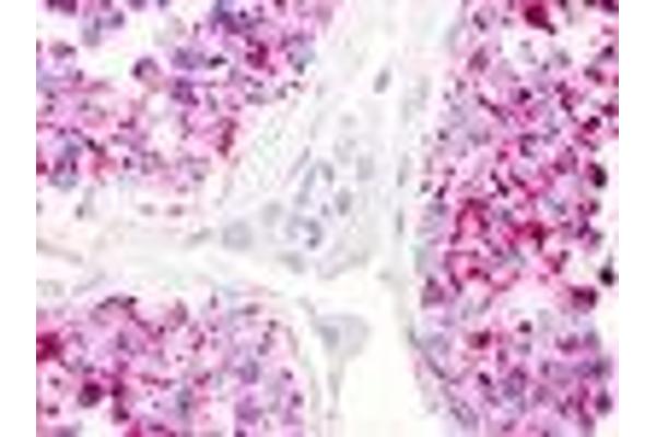 LPAR5 antibody  (Cytoplasmic Domain)
