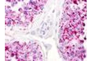 LPAR5 anticorps  (Cytoplasmic Domain)