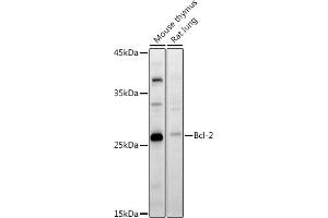 Western blot analysis of extracts of various cell lines, using Bcl-2 antibody (ABIN7265813) at 1:1000 dilution. (Bcl-2 antibody  (AA 1-100))