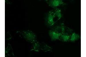Anti-PDLIM2 mouse monoclonal antibody (ABIN2454459) immunofluorescent staining of COS7 cells transiently transfected by pCMV6-ENTRY PDLIM2 (RC210022). (PDLIM2 antibody)