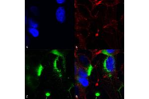Immunocytochemistry/Immunofluorescence analysis using Mouse Anti-QKI (pan) Monoclonal Antibody, Clone S147-6 (ABIN1741387). (QKI antibody  (AA 1-341) (APC))