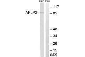 Western blot analysis of extracts from rat brain cells, using APLP2 (Ab-755) antibody. (APLP2 antibody  (Tyr755))