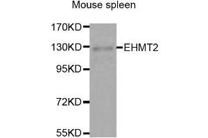 Western Blotting (WB) image for anti-Ankyrin Repeat-Containing Protein (EHMT2) (AA 877-1176) antibody (ABIN3021841) (EHMT2 antibody  (AA 877-1176))