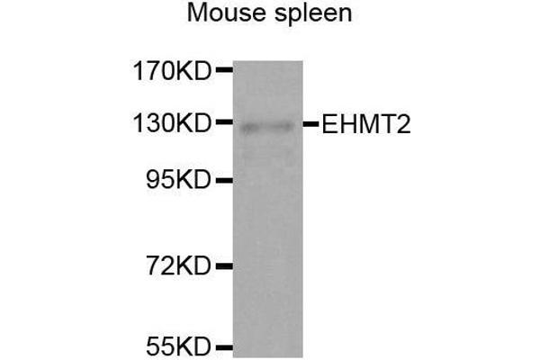 EHMT2 抗体  (AA 877-1176)